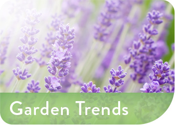 Garden Trends